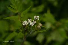 Chaerophyllum acuminatum